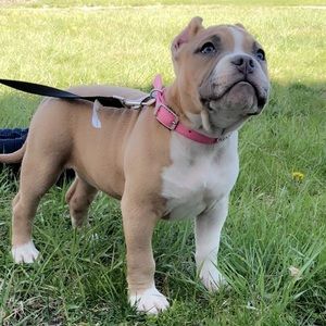 Meet your Posher, Dan